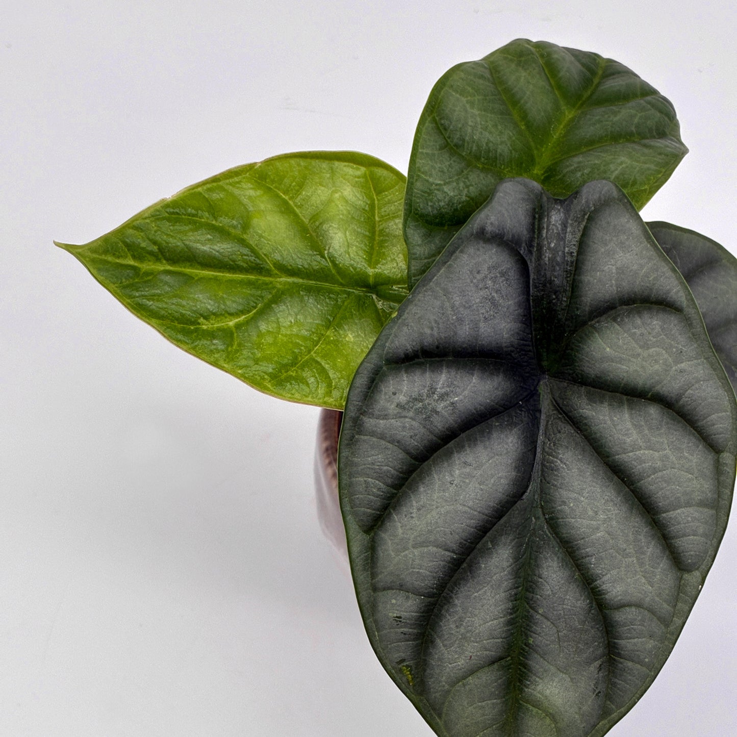 Alocasia Silver Dragon
