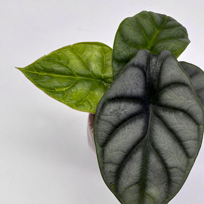 Alocasia Silver Dragon
