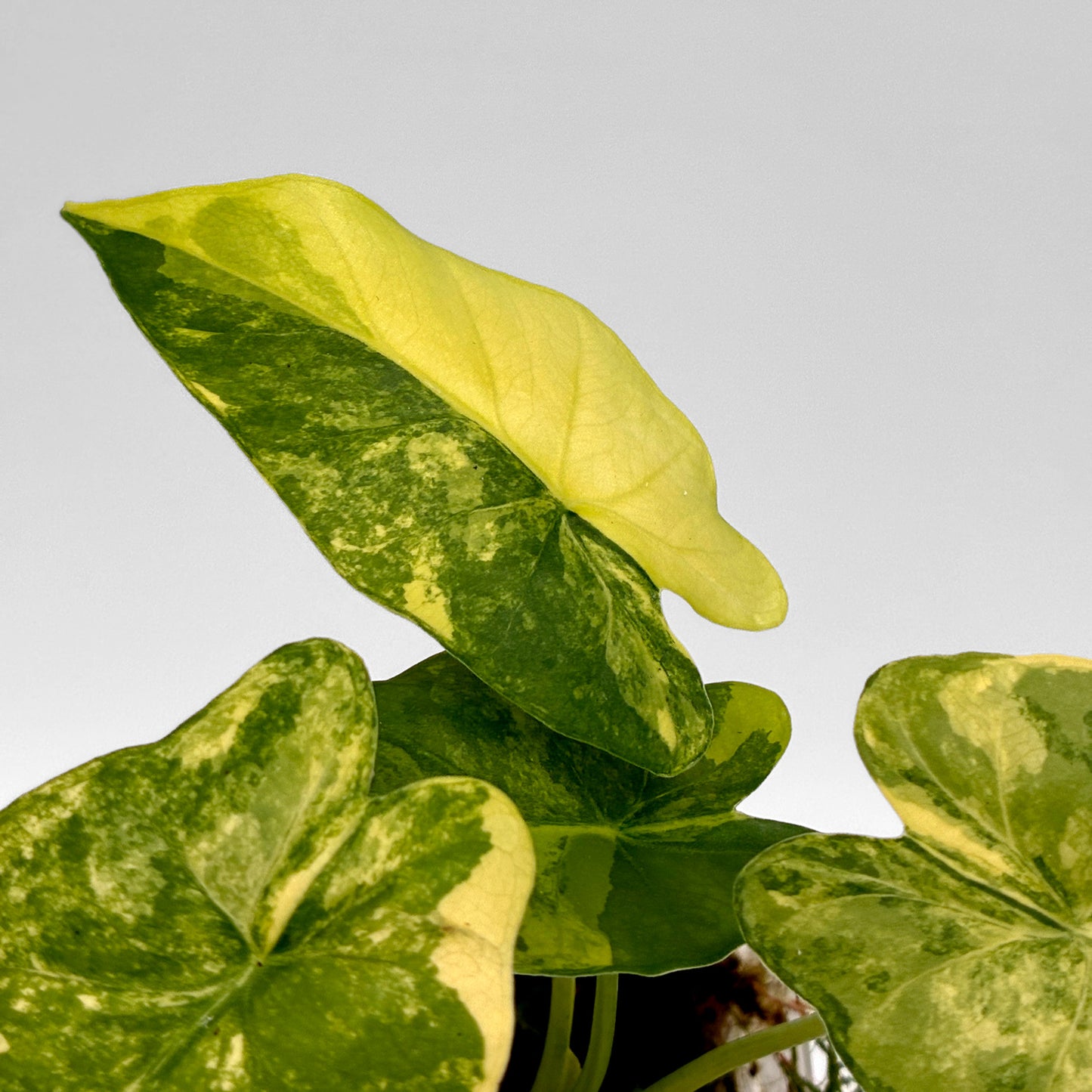 Alocasia gageana aurea