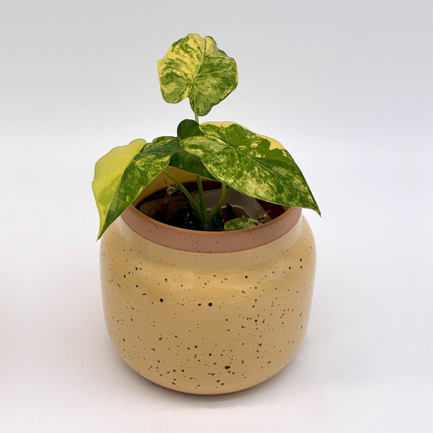 Alocasia gageana aurea