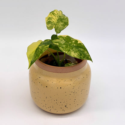 Alocasia gageana aurea