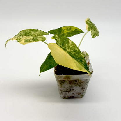 Alocasia gageana aurea