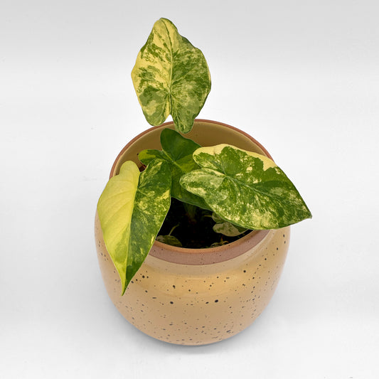 Alocasia gageana aurea