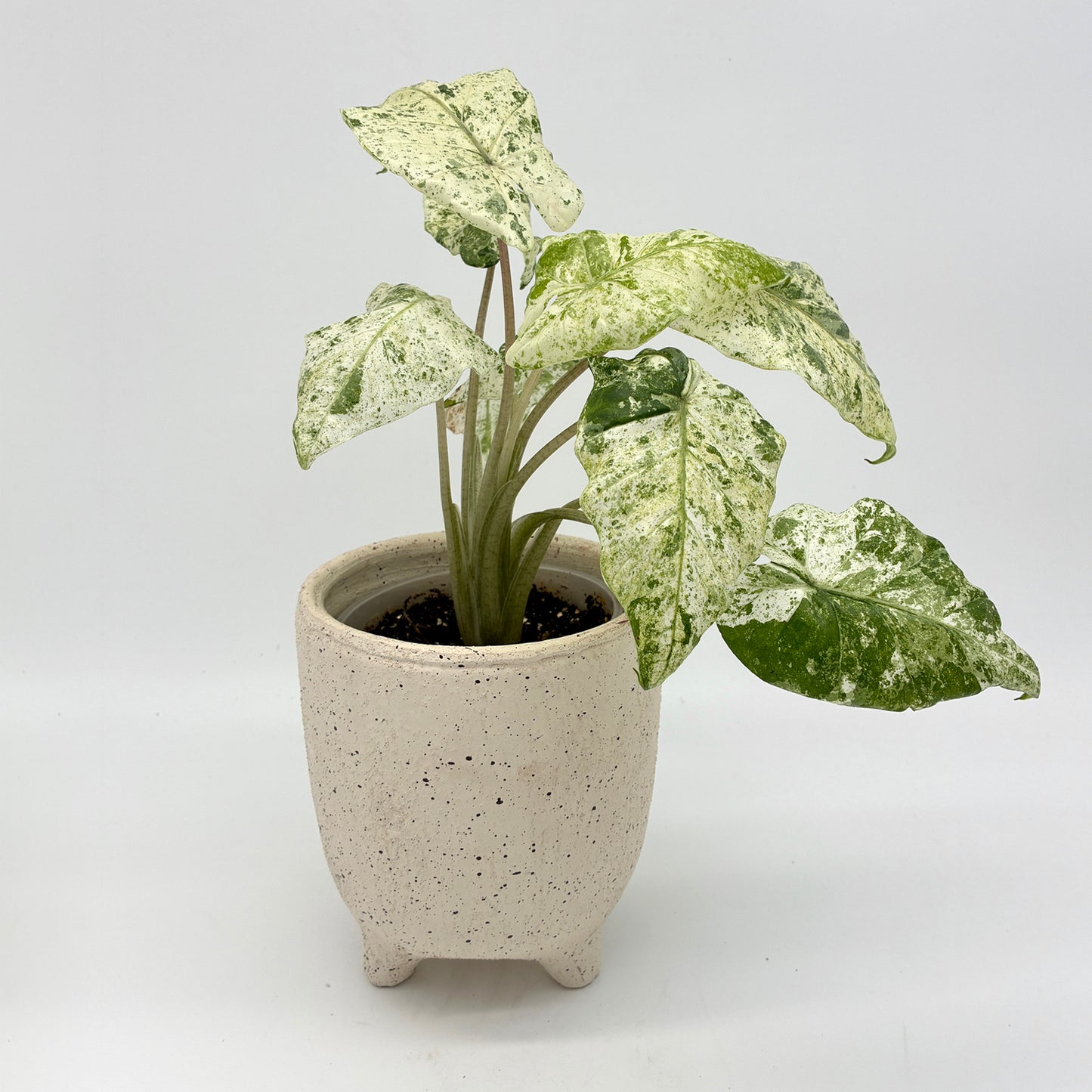 Alocasia odora variegata Batik