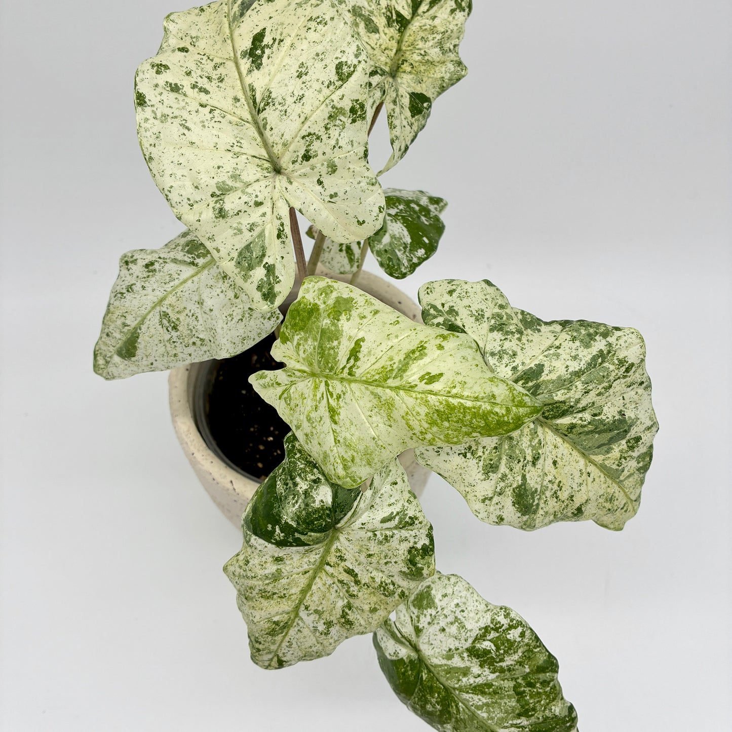 Alocasia odora variegata Batik
