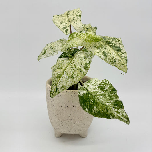 Alocasia odora variegata Batik