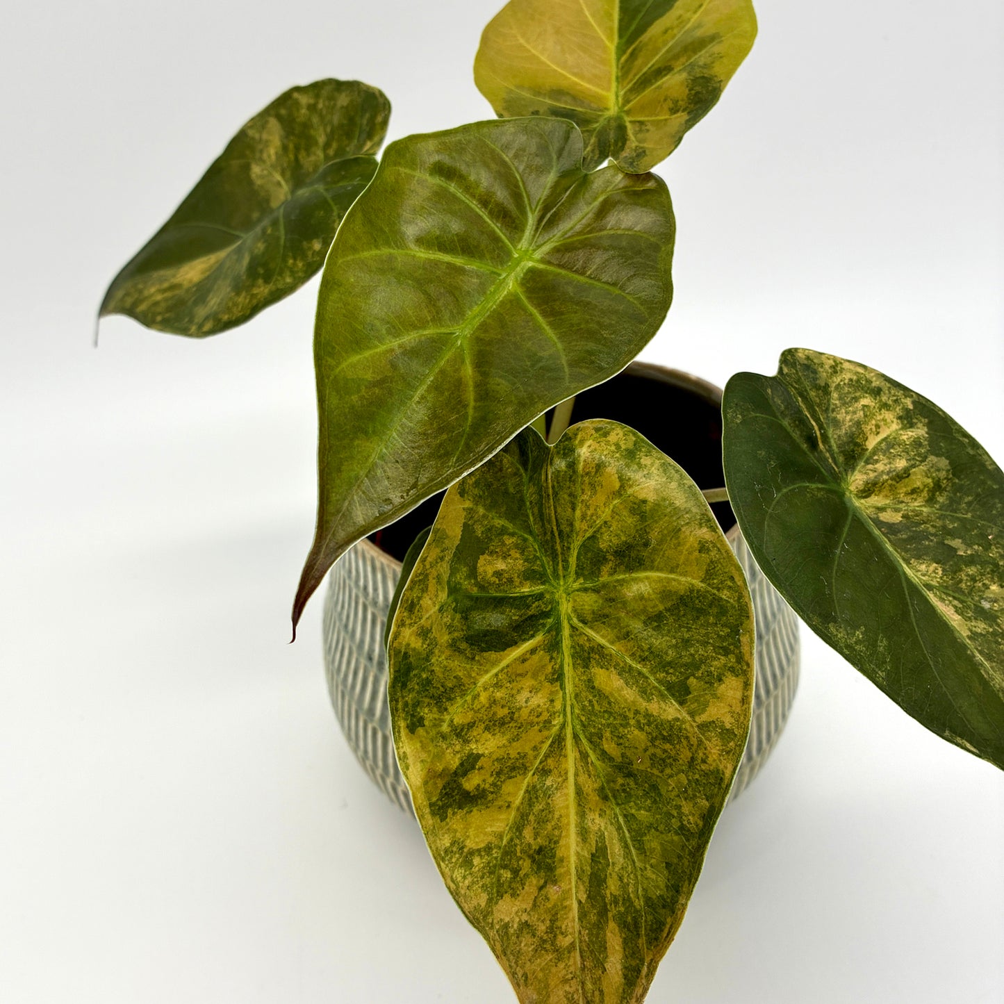 Alocasia wentii Aurea