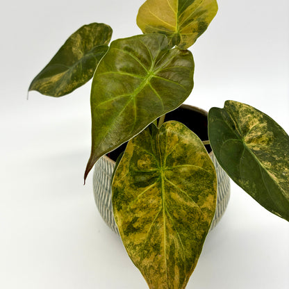Alocasia wentii Aurea