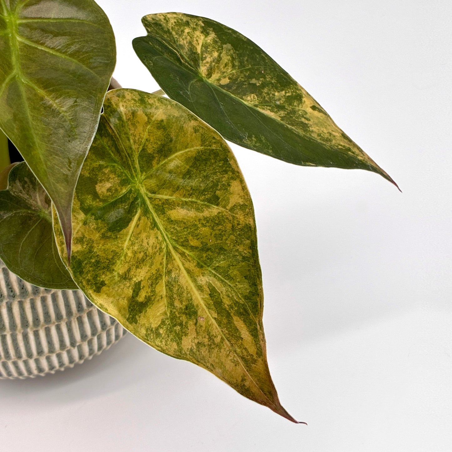 Alocasia wentii Aurea