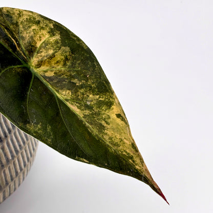 Alocasia wentii Aurea