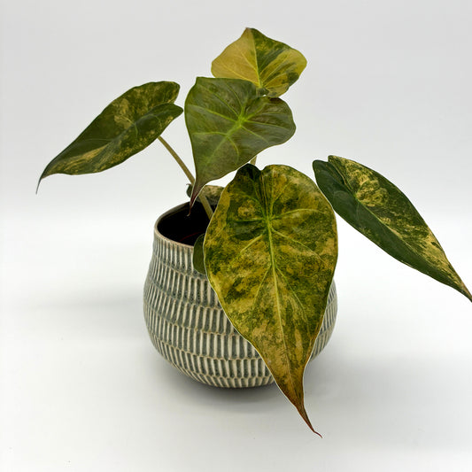 Alocasia wentii Aurea
