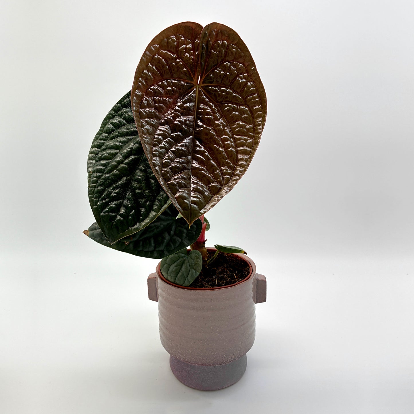 Anthurium luxurians
