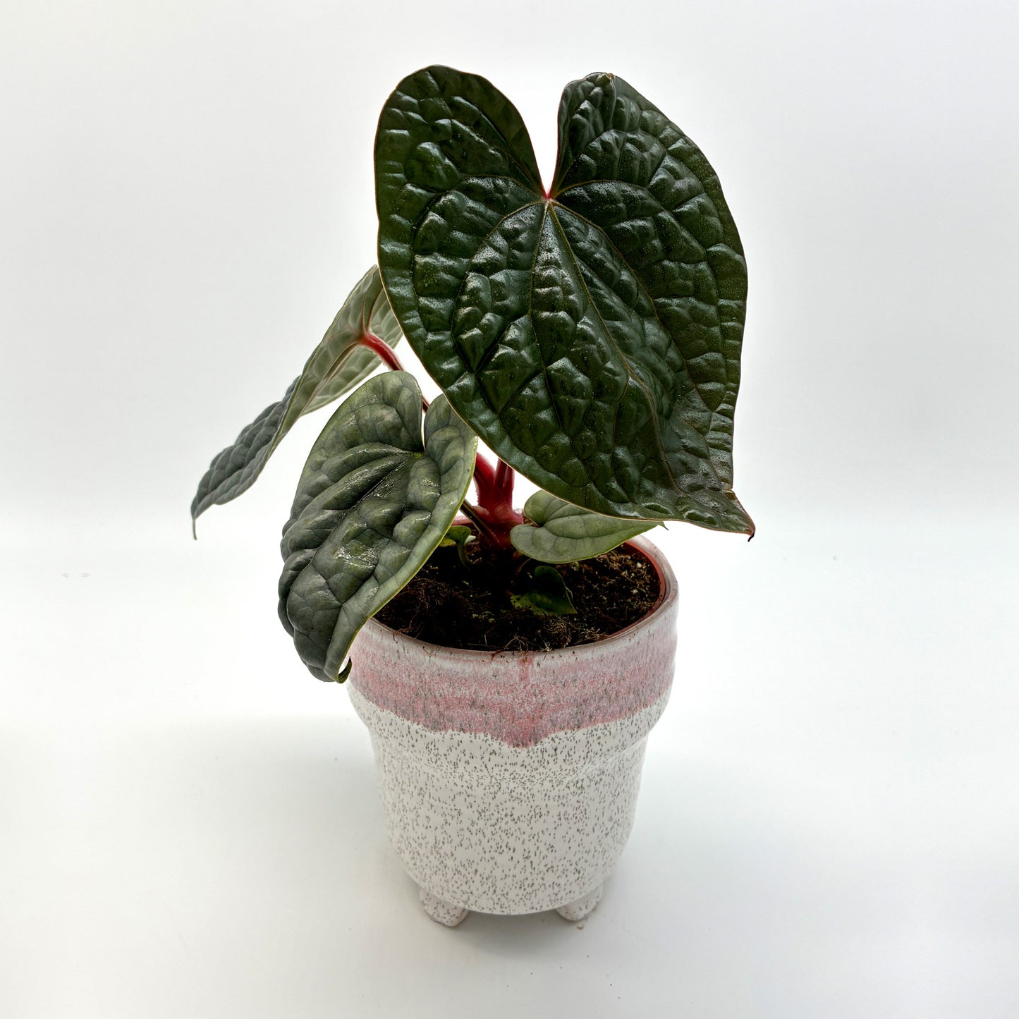 Anthurium luxurians