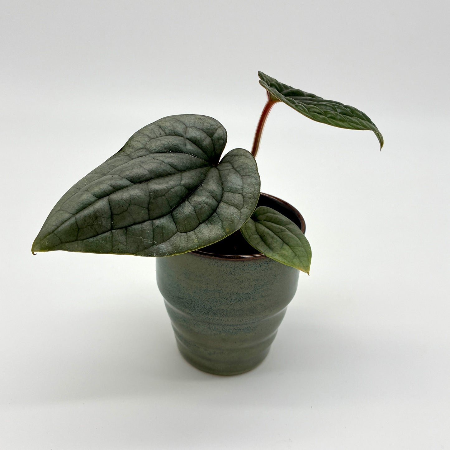 Anthurium luxurians
