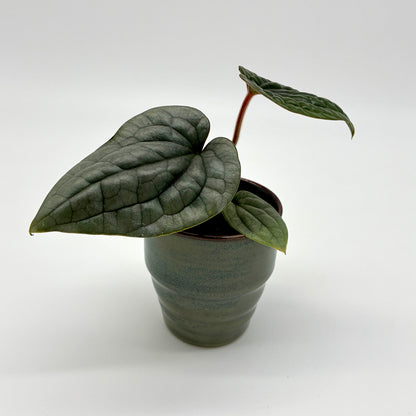 Anthurium luxurians