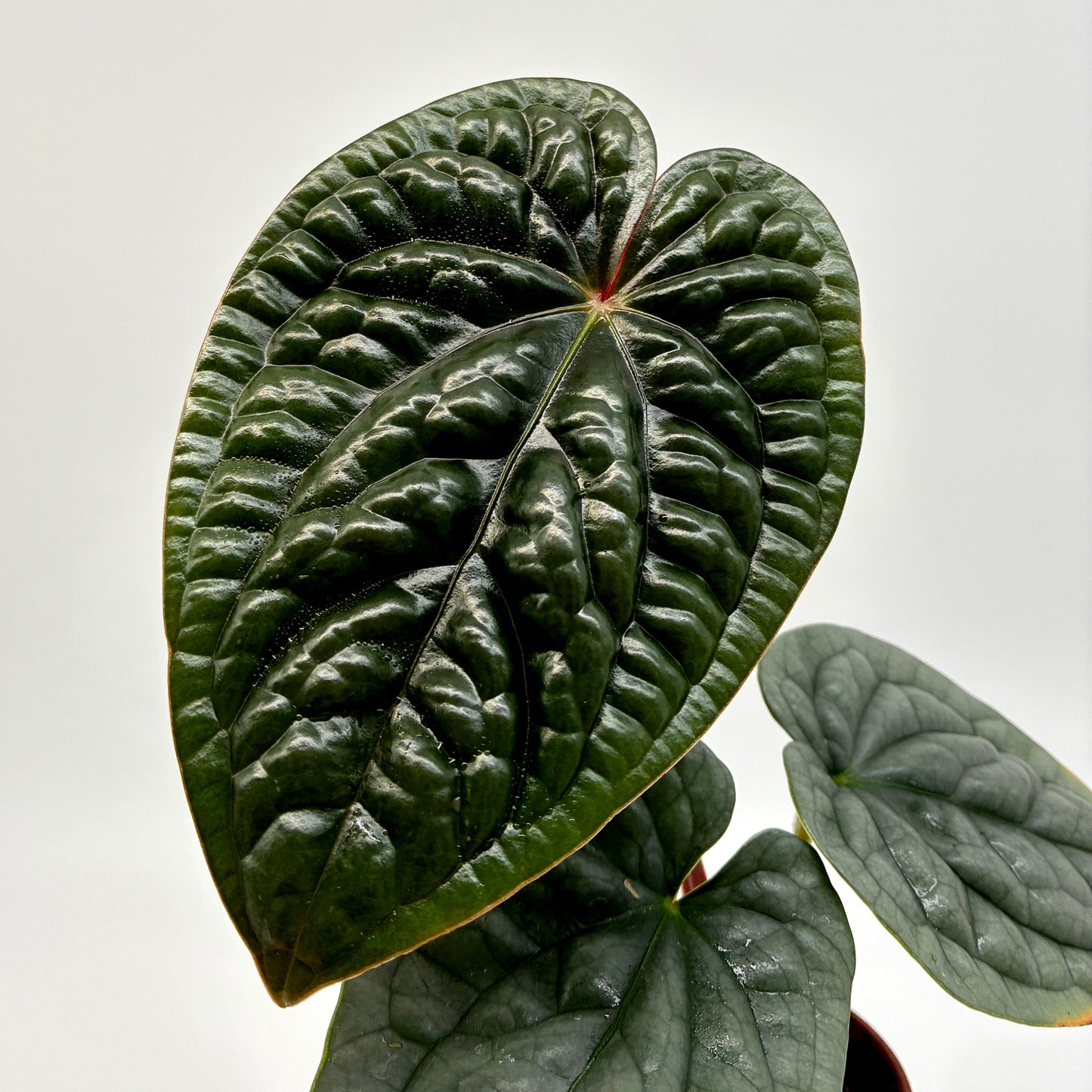 Anthurium luxurians