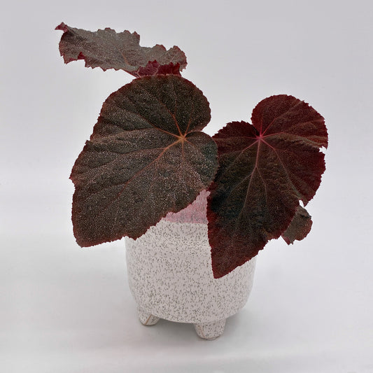 Begonia Taconite