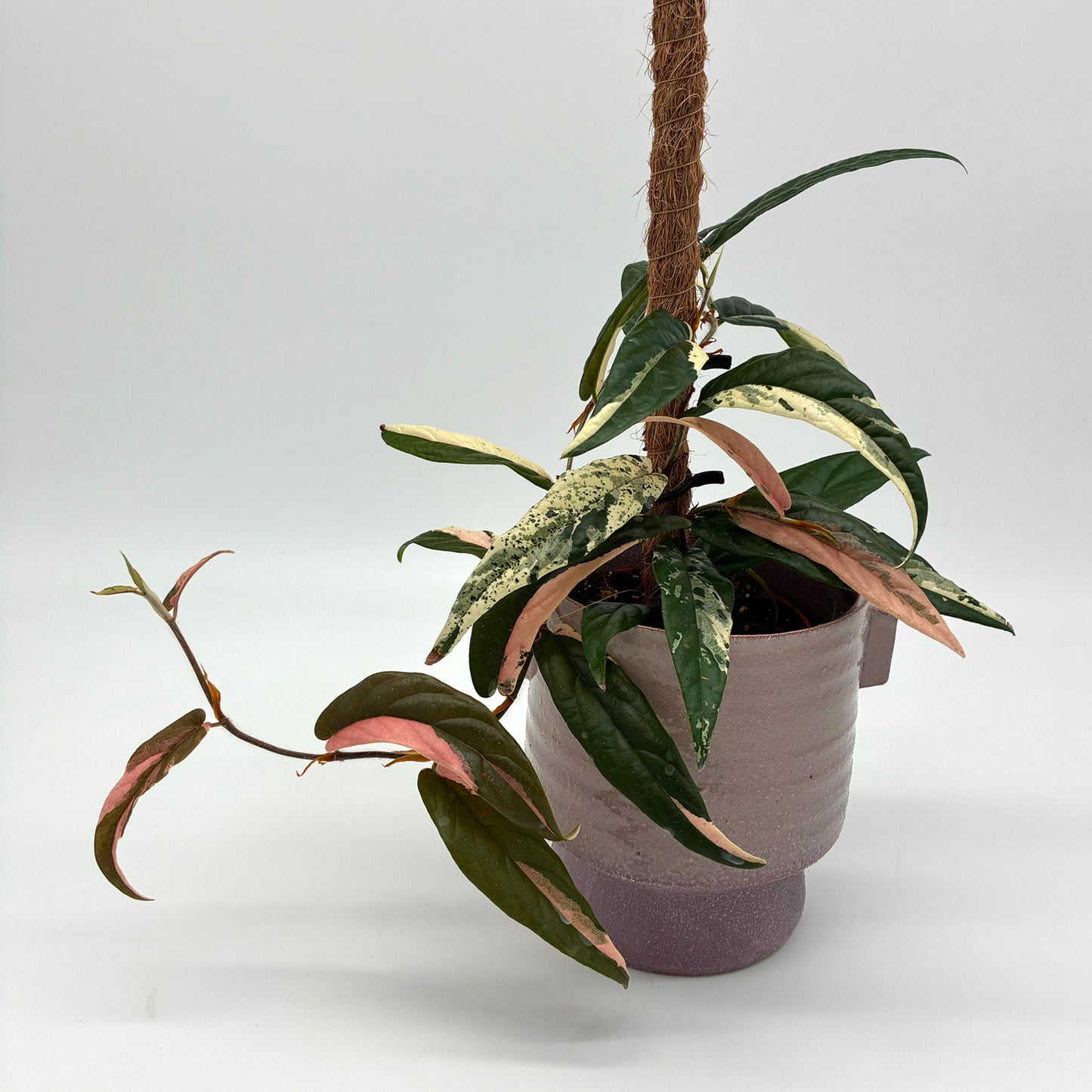 Ficus sagittata Variegata