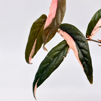 Ficus sagittata Variegata
