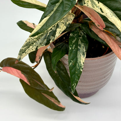 Ficus sagittata Variegata