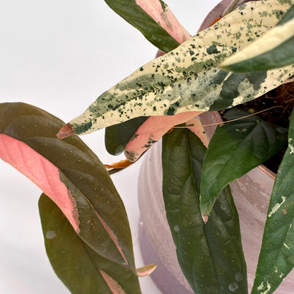 Ficus sagittata Variegata