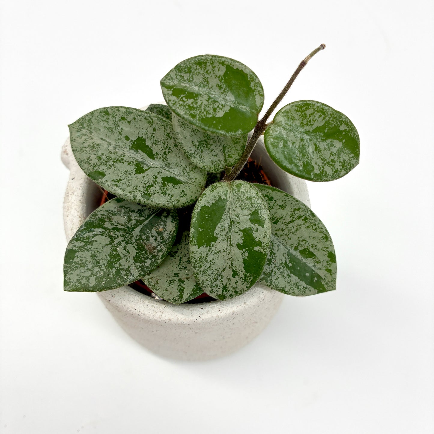 Hoya Mathilde Splash