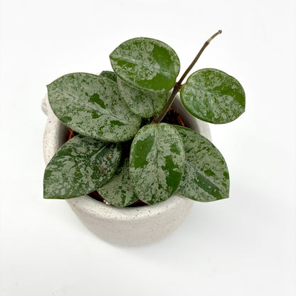 Hoya Mathilde Splash