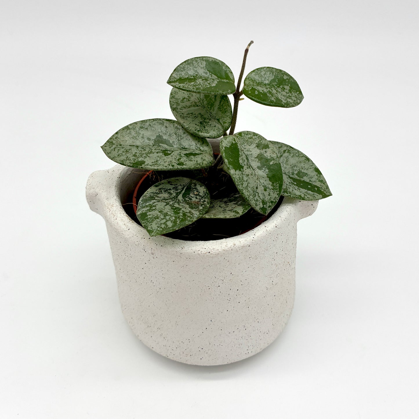 Hoya Mathilde Splash
