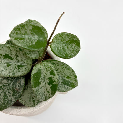 Hoya Mathilde Splash