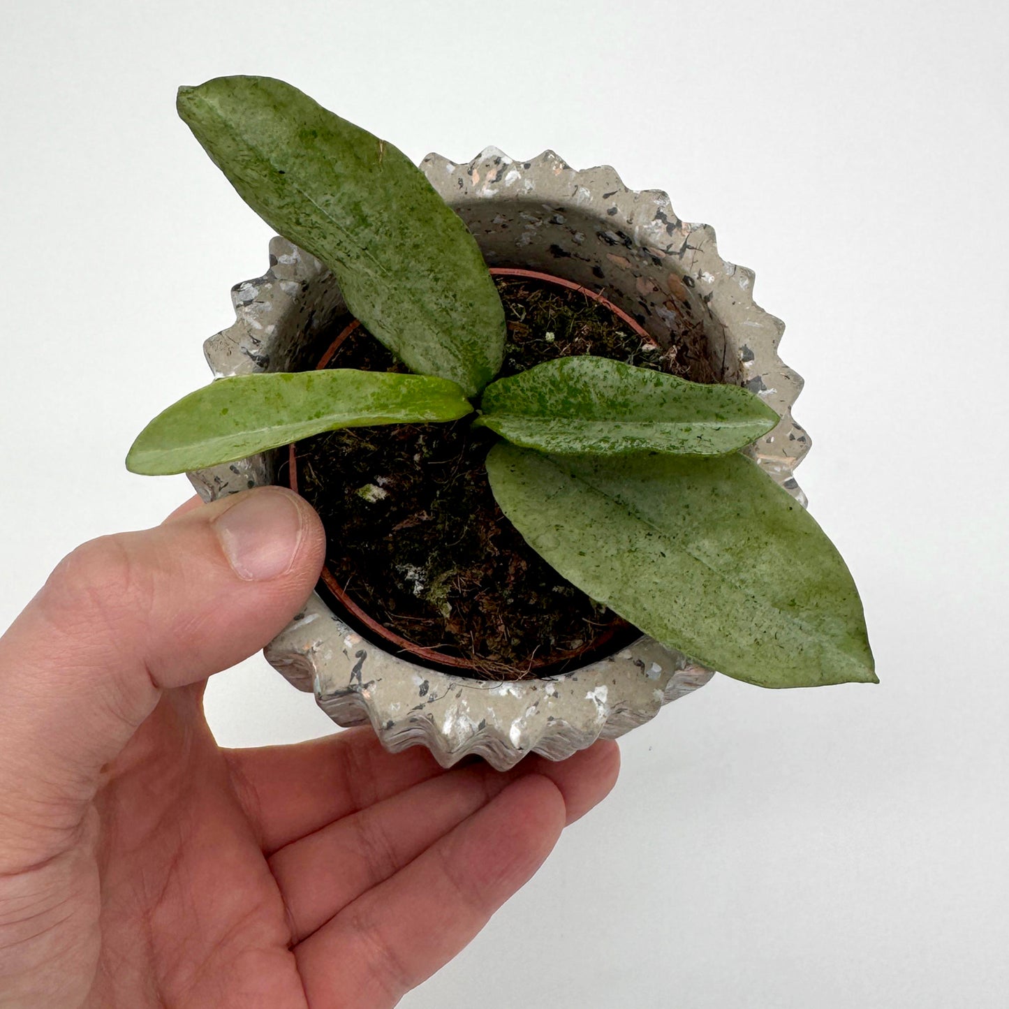 Hoya Nova Ghost