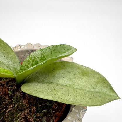 Hoya Nova Ghost