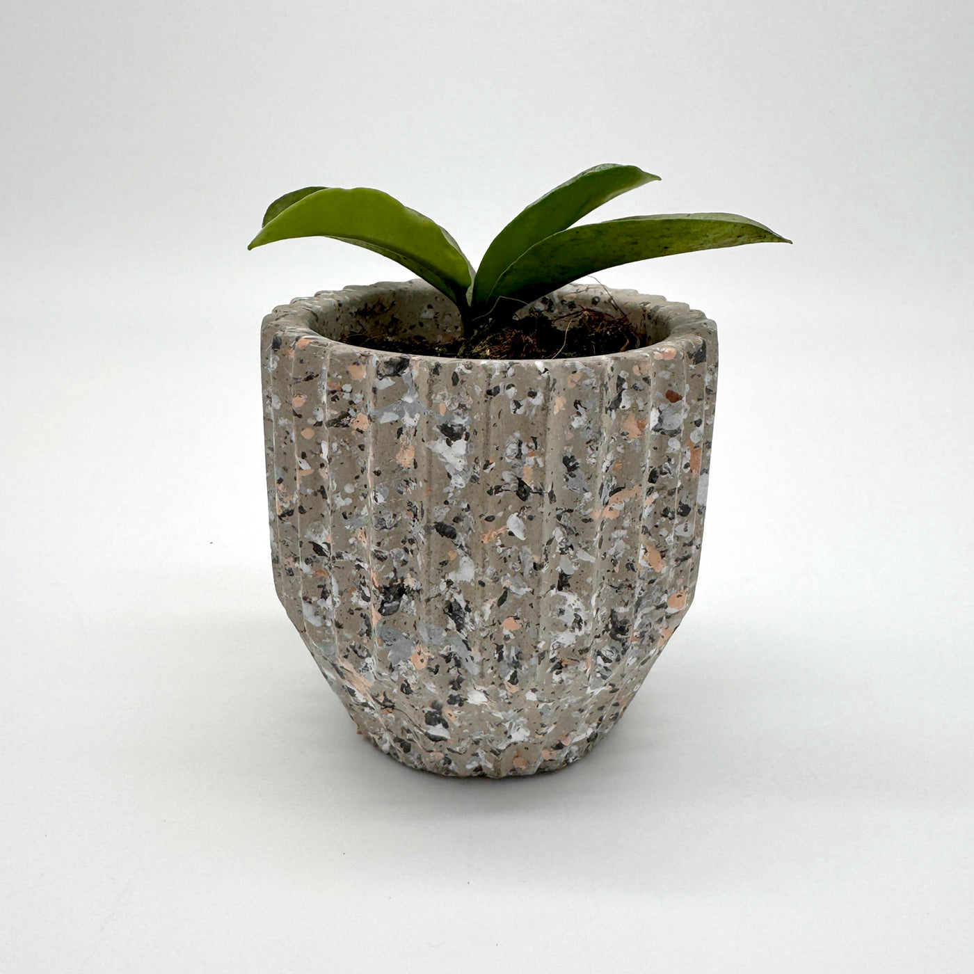 Hoya Nova Ghost