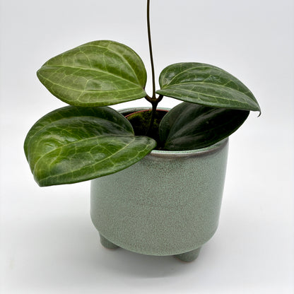 Hoya Sarawak Cream