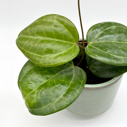 Hoya Sarawak Cream