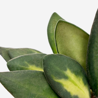 Hoya burtoniae variegata
