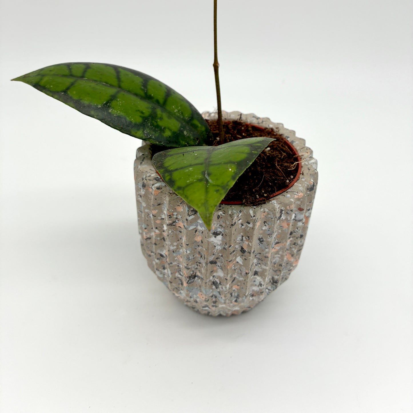 Hoya callistophylla Black Cat