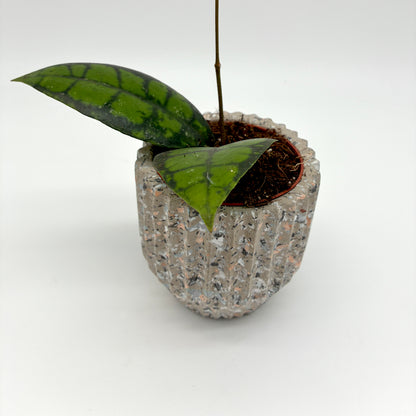 Hoya callistophylla Black Cat