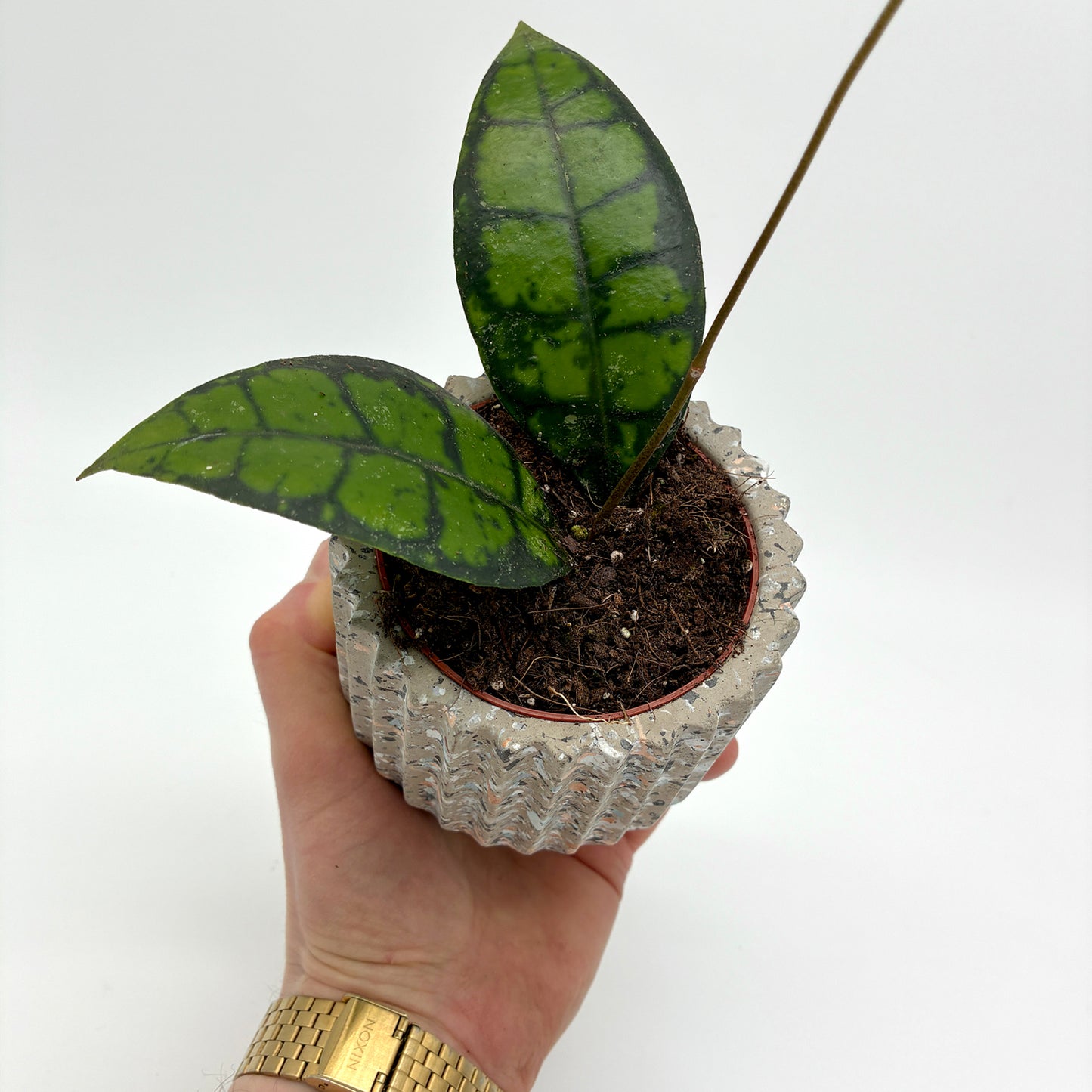 Hoya callistophylla Black Cat