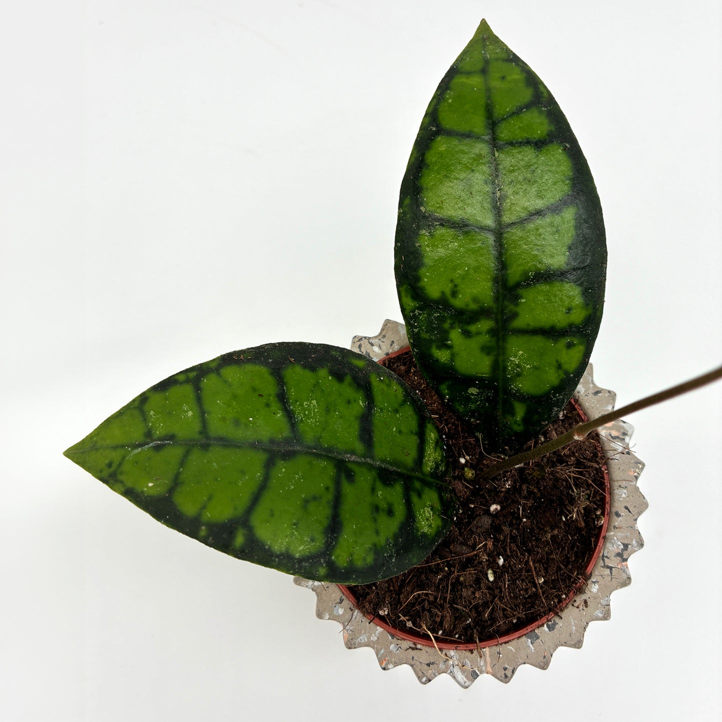 Hoya callistophylla Black Cat