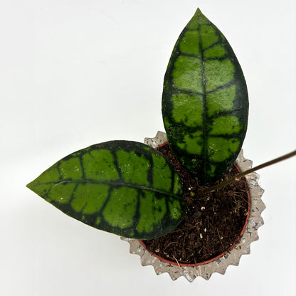 Hoya callistophylla Black Cat