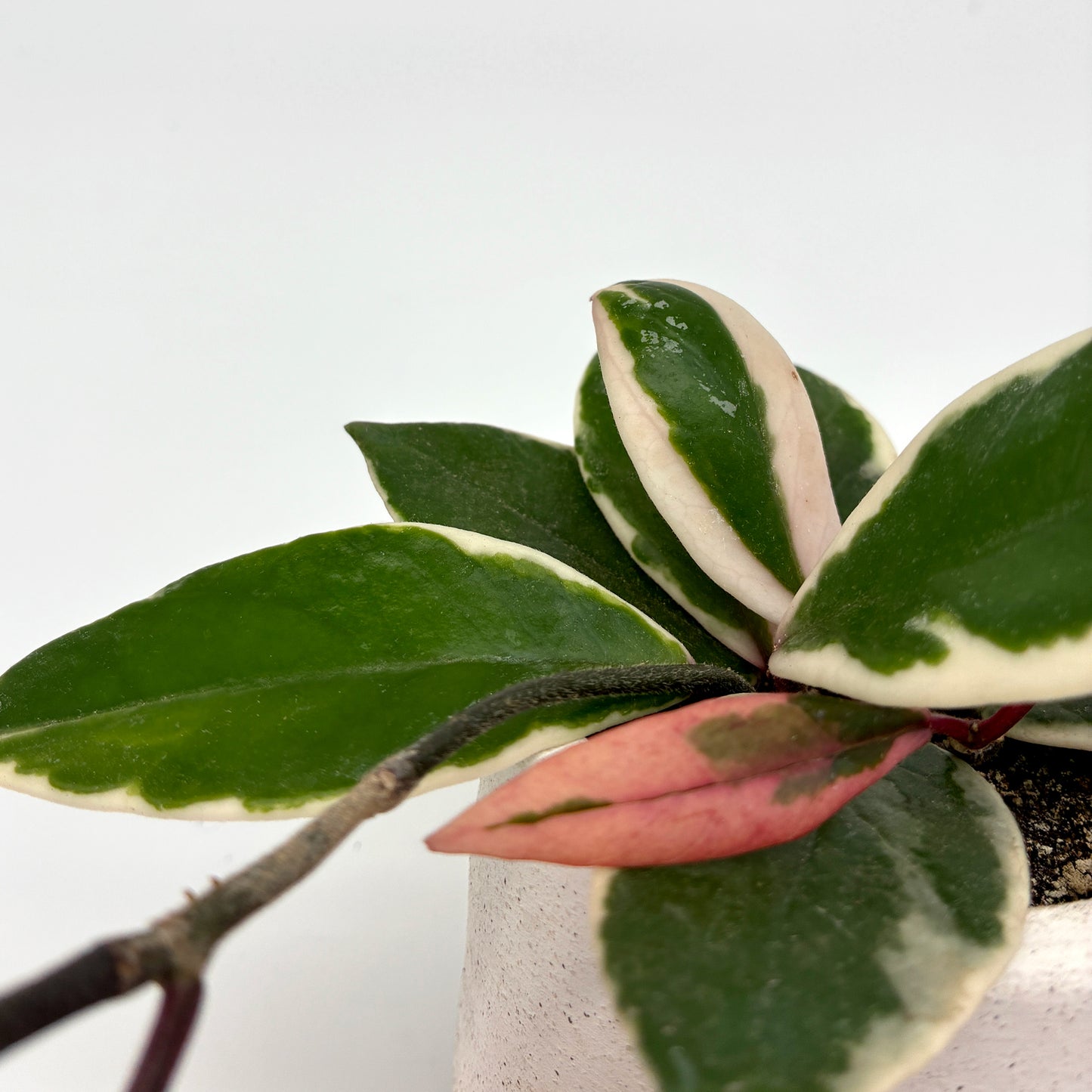 Hoya carnosa Tricolor Flamingo Dream