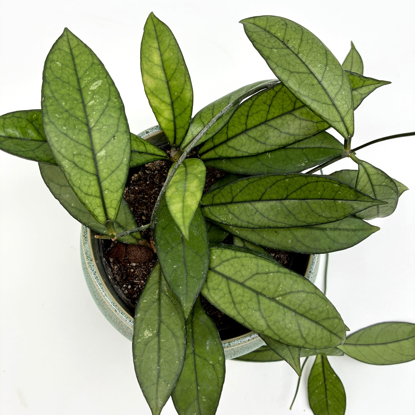 Hoya crassipetiolata