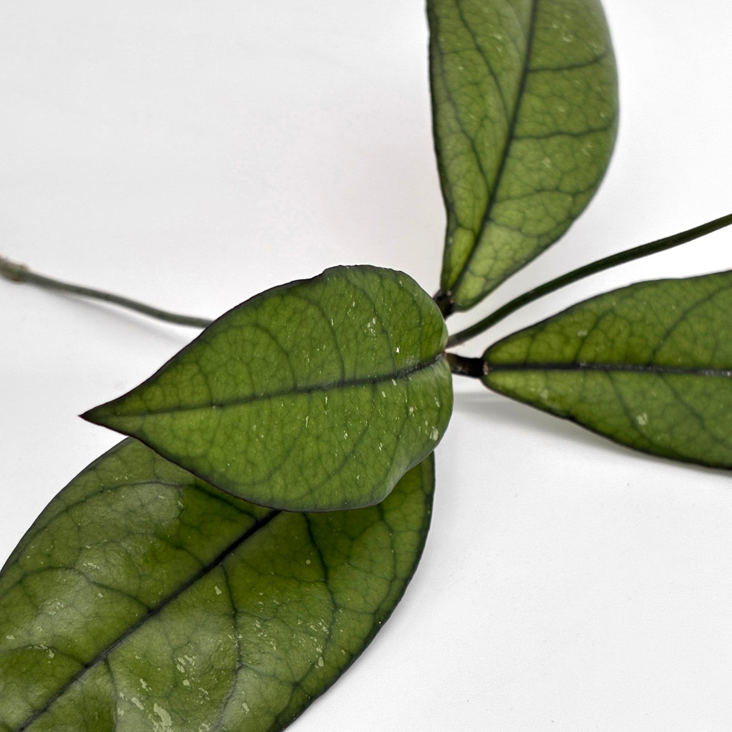 Hoya crassipetiolata