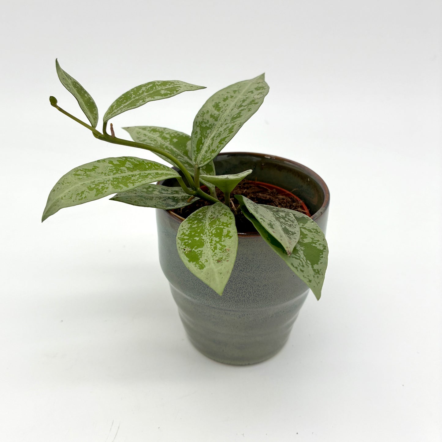 Hoya lacunosa Snow Leopard