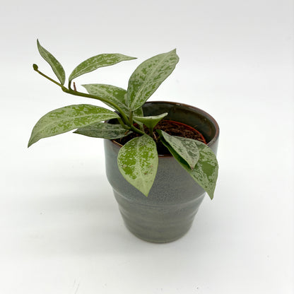 Hoya lacunosa Snow Leopard