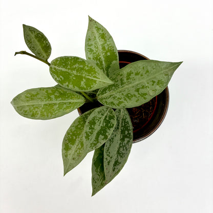 Hoya lacunosa Snow Leopard