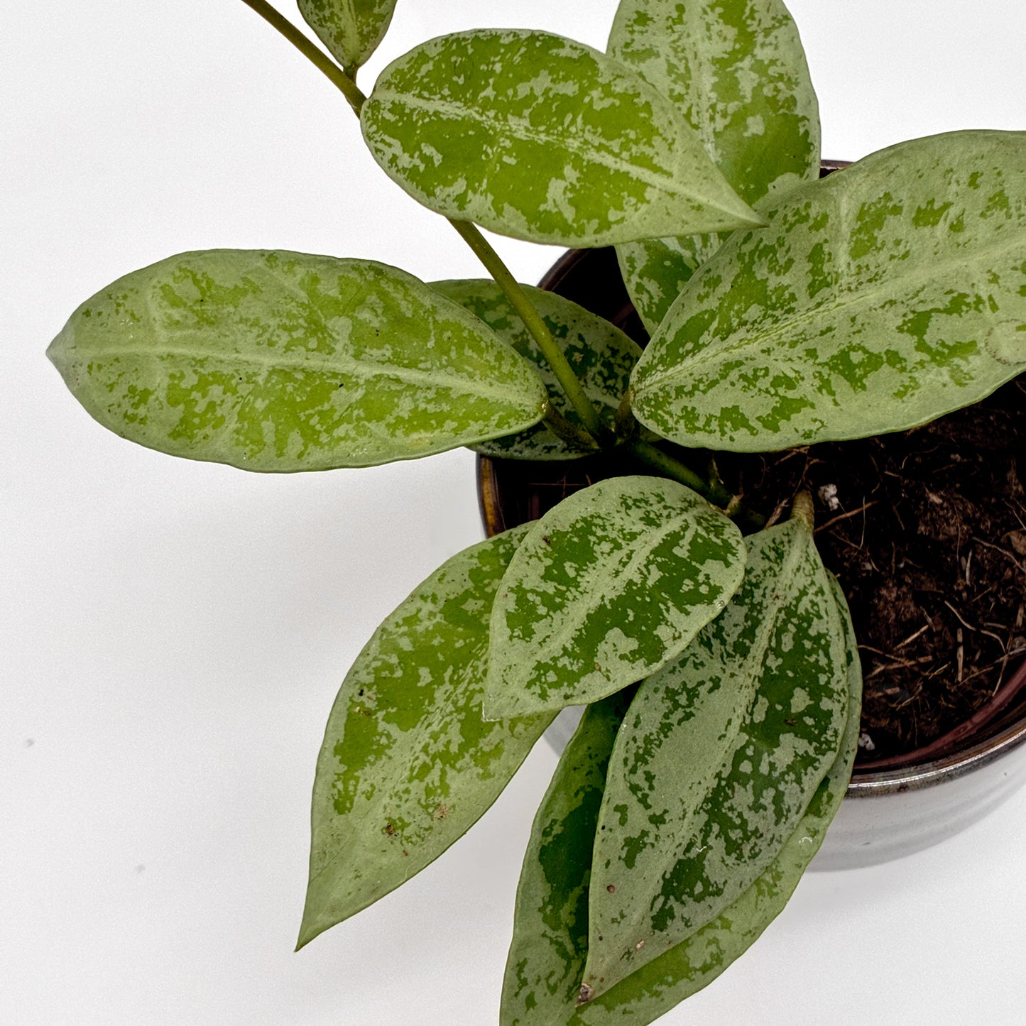 Hoya lacunosa Snow Leopard