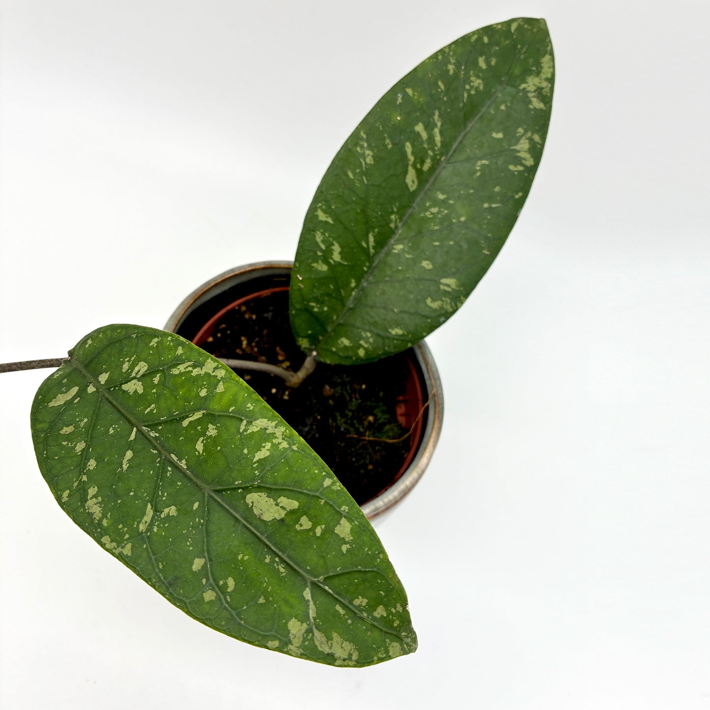 Hoya sp. Aceh