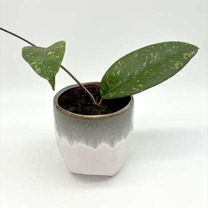 Hoya sp. Aceh