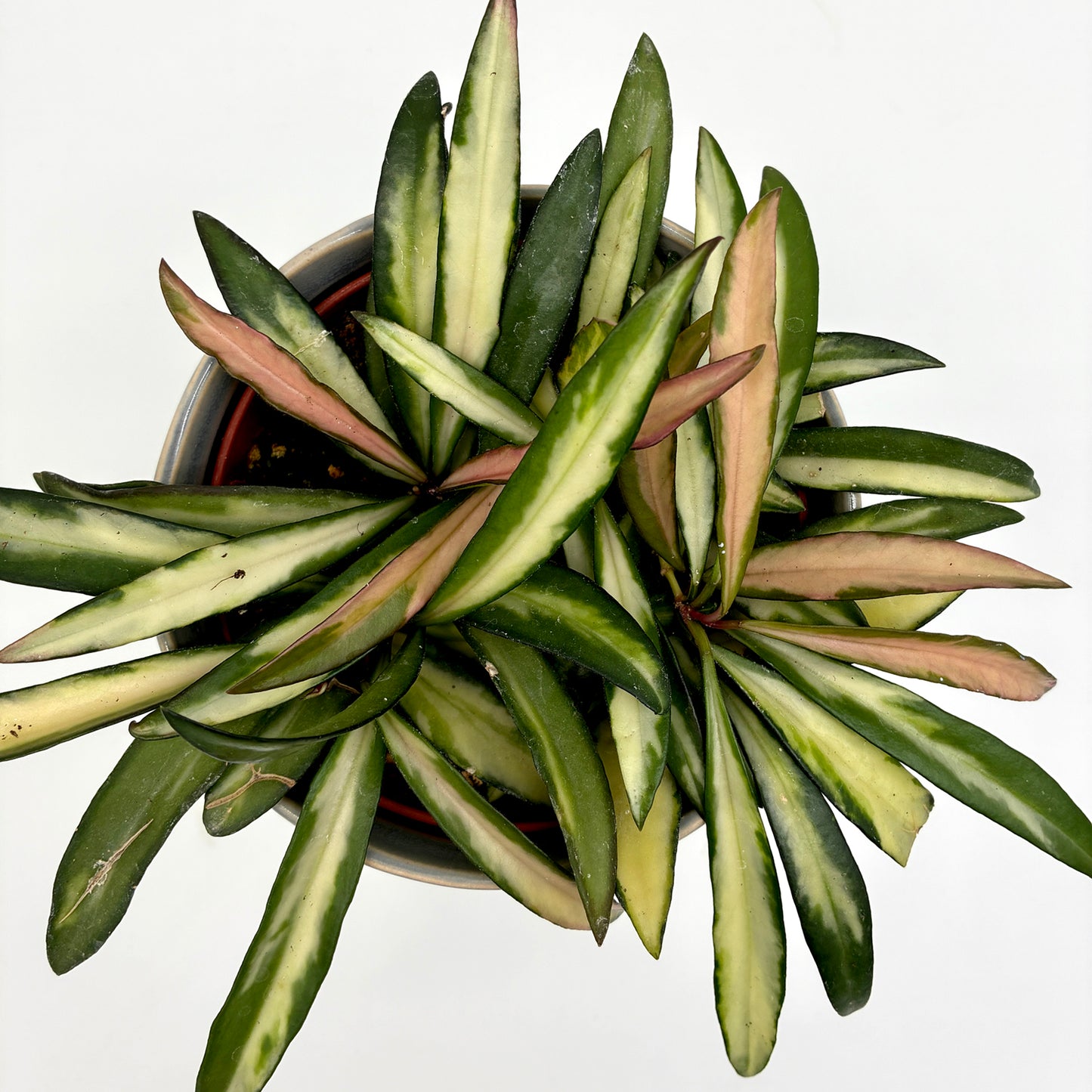 Hoya wayetii Tricolor